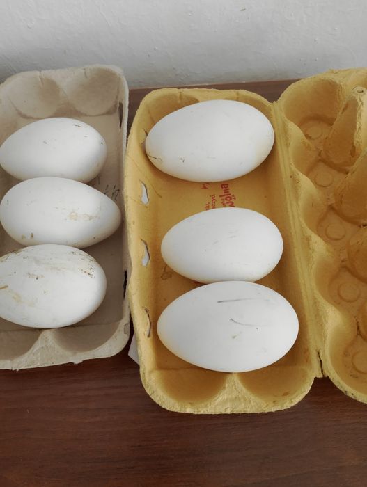 Sprzedam jaja gęsie lęgowe.