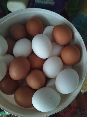 Домашнє яйце завжди свіже
