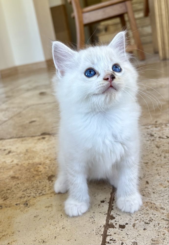 Ragdoll FPL kocurek seal mitted tabby