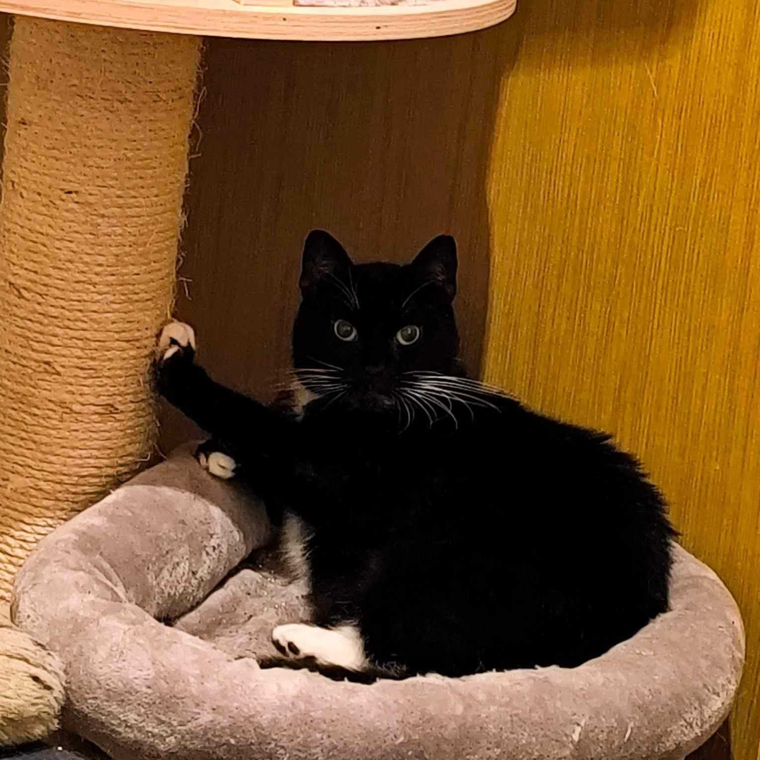 Lala - kotka do adopcji