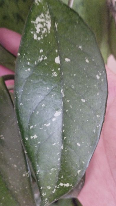 Растение хоя карноза