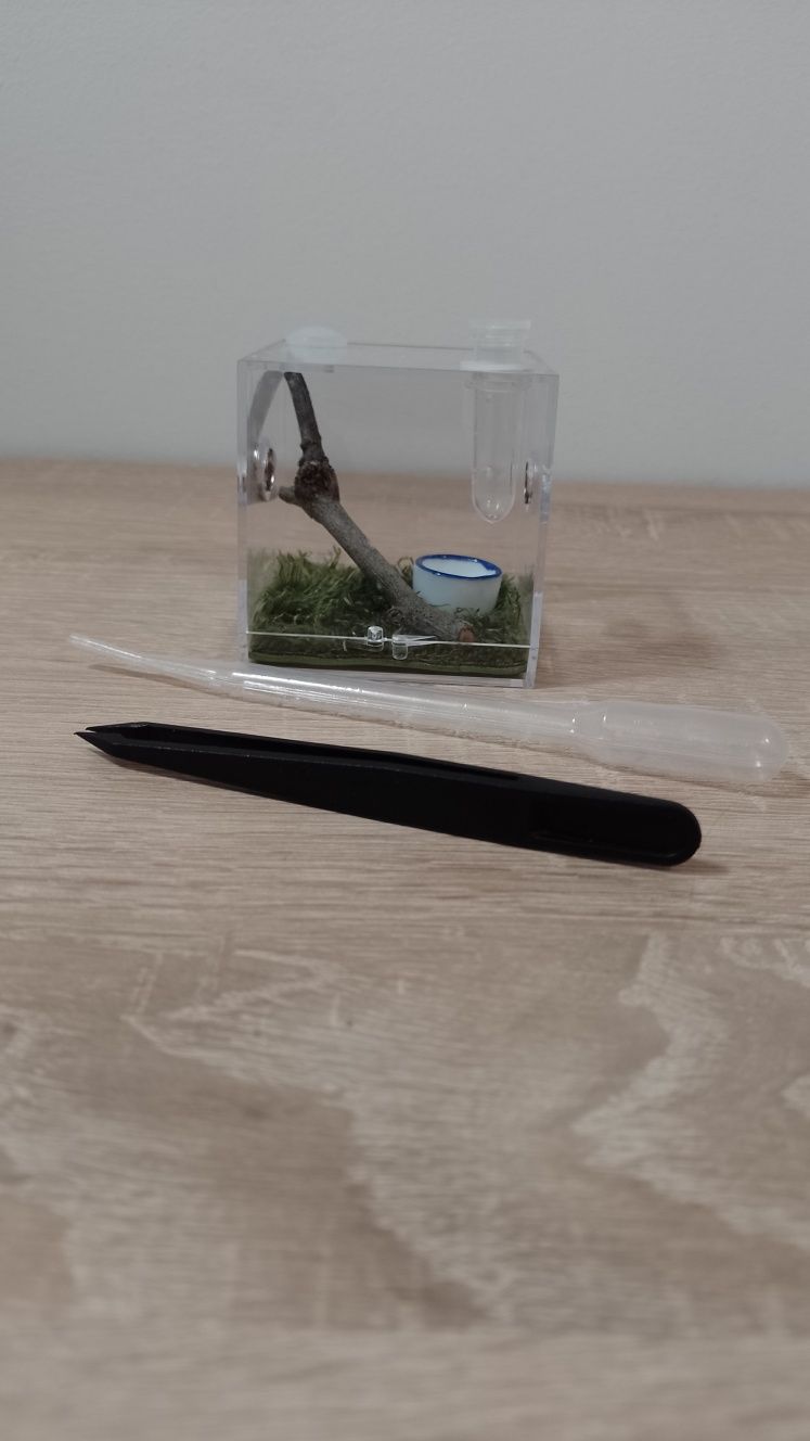 Skakun Arlekinowy + nowe mini terrarium akrylowe z wystrojem - wysyłka