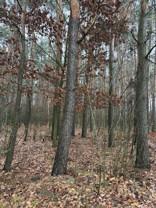 Chicha leśna działka las sosnowy z dobrym dojazdem