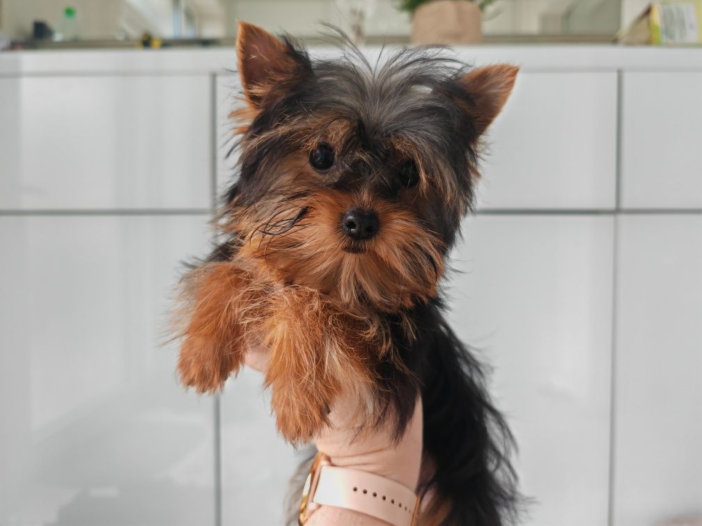 Yorkshire terrier york yorguś MINI chip paszport