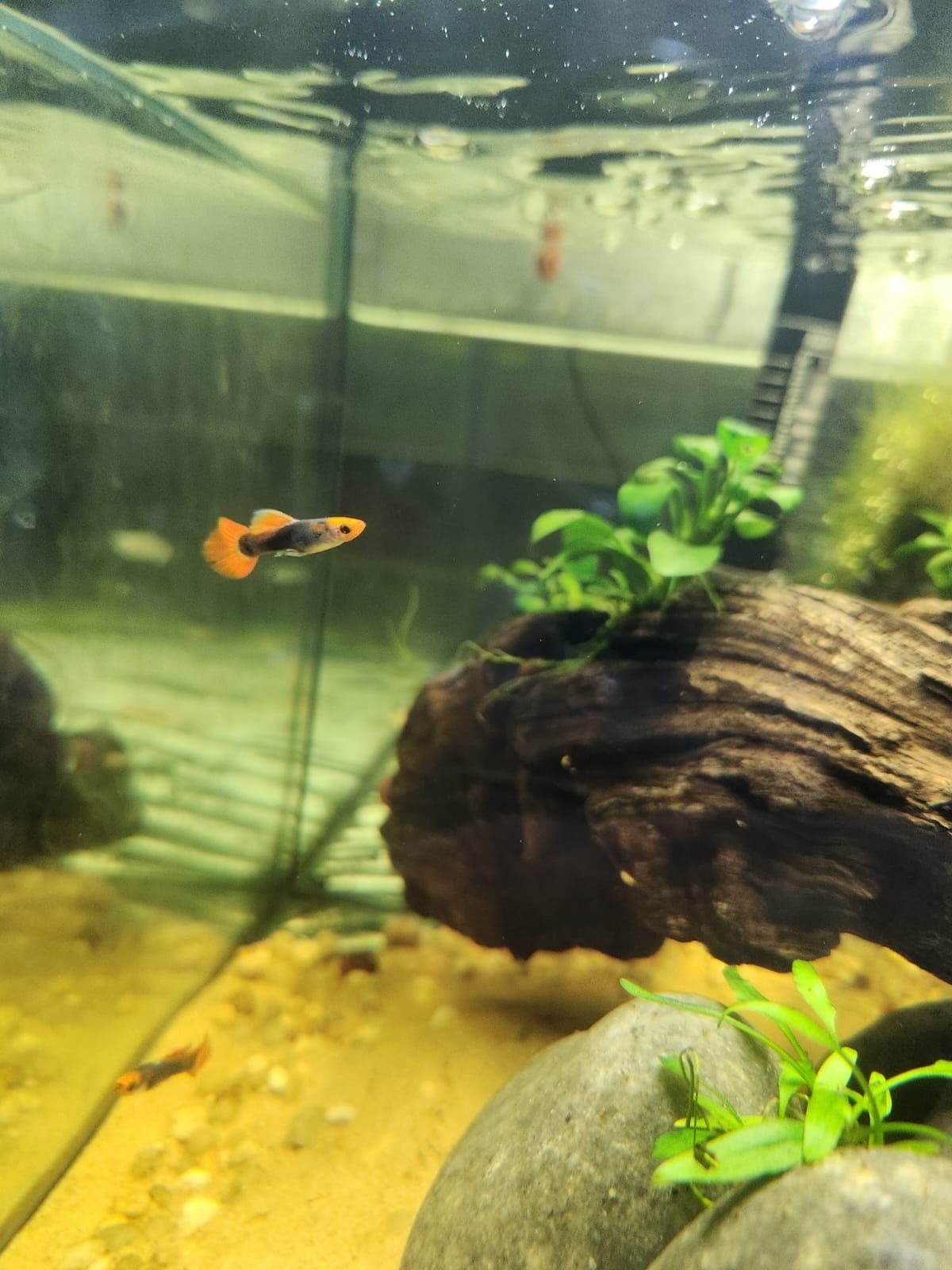 Guppys tuxedo koi
