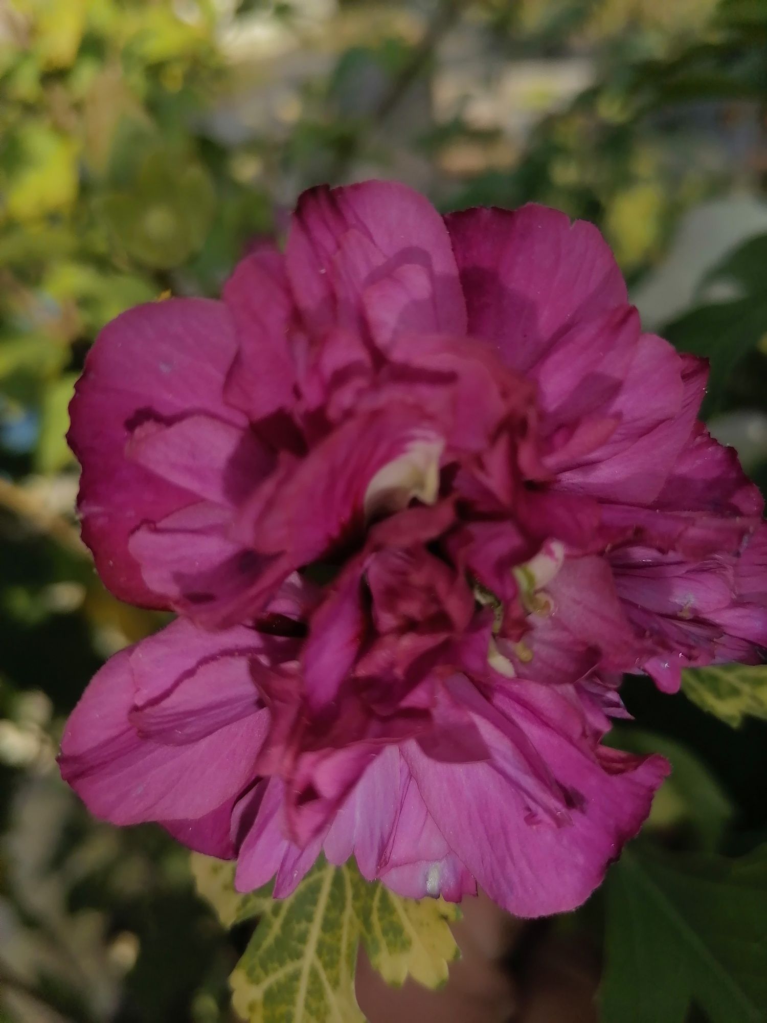 Hibiskus ketmia syryjska