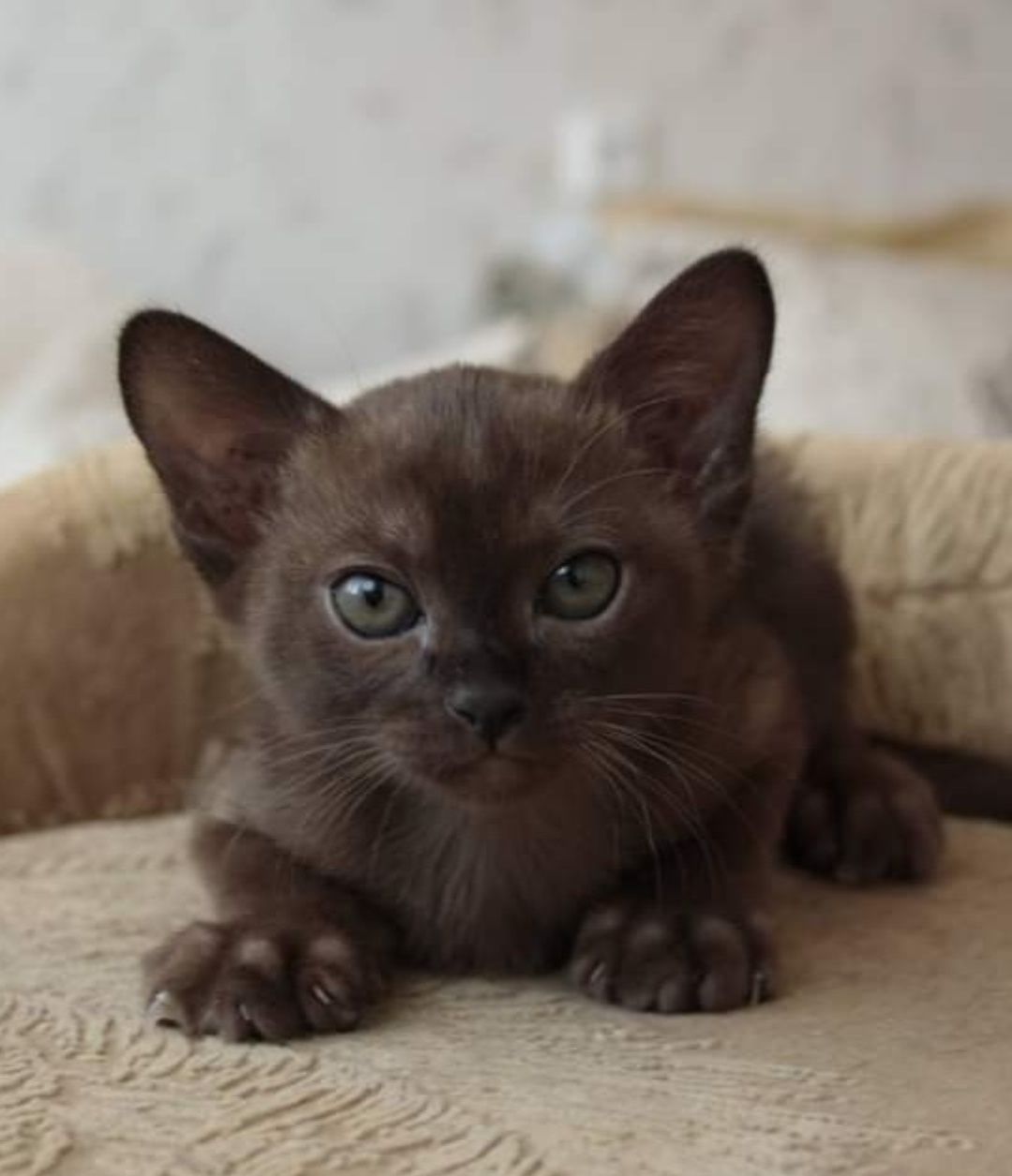 Кошеня бурма європейська