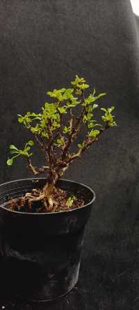 Prebonsai bonsai berberys