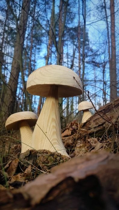 Grzyb z drewna typu borowik, prawdziwek, koźlarz