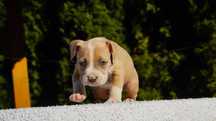 Loki,Śliczny samczyk American Staffordshire Terrier z rodowodemAmstaff