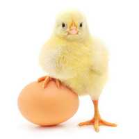 Курчата добові яєчної породи