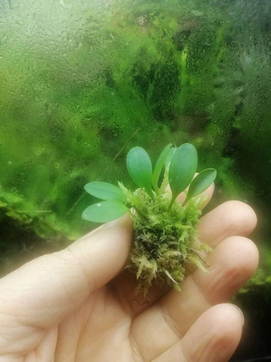 Мініатюрна орхідея Pleurothallis grobyi