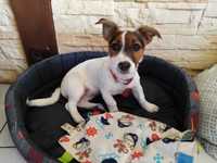 Jack Russell Terrier