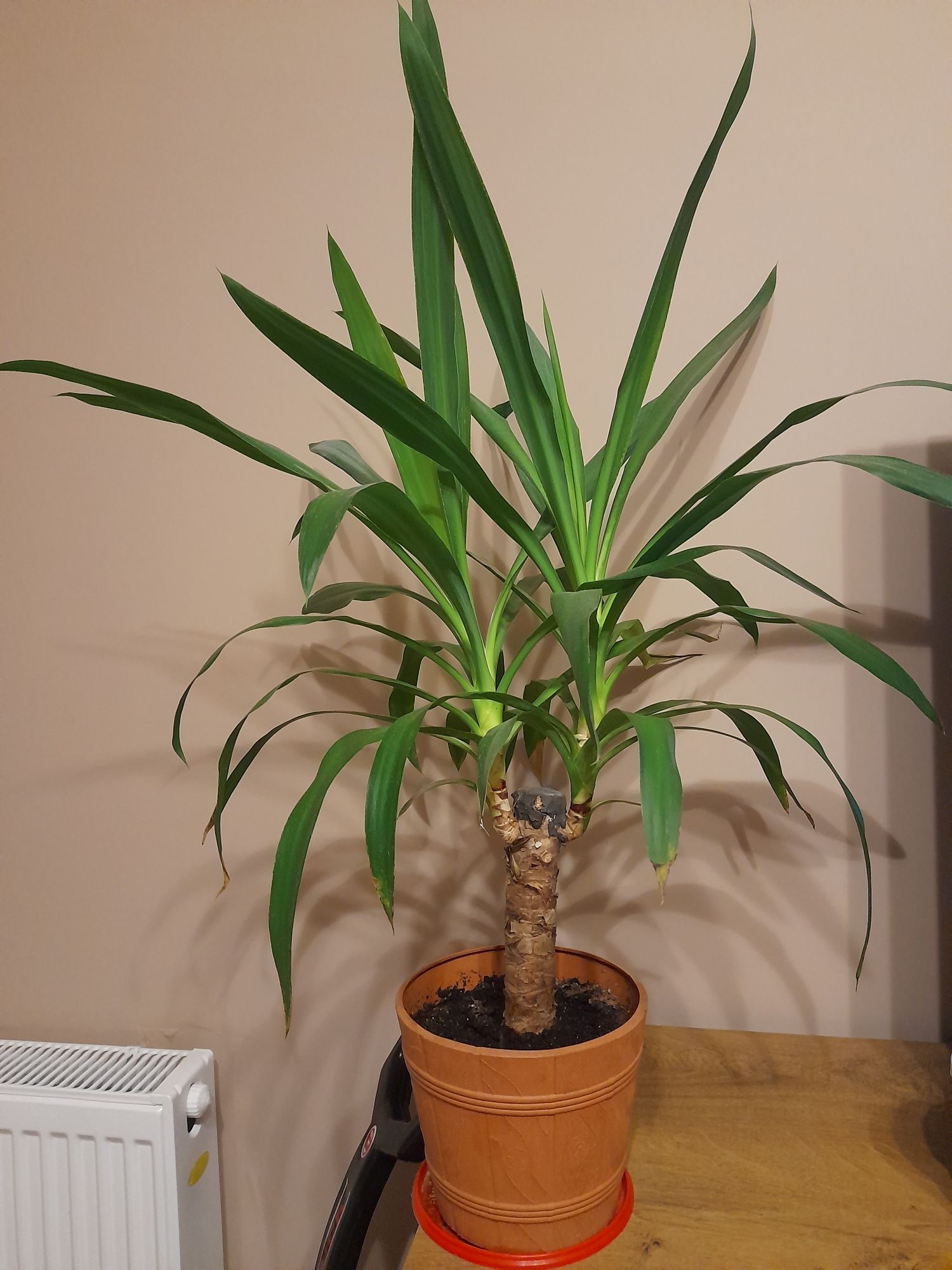 Duża Juka dracena