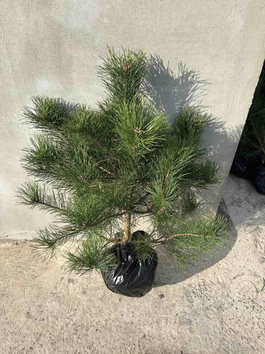 Саджанці хвойних. Сосна кримська. Сосна