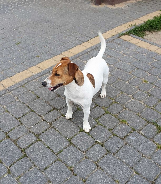 Reproduktor Jack Russell Terrier