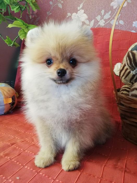 Щенки померанского шпица, мальчики и девочки.