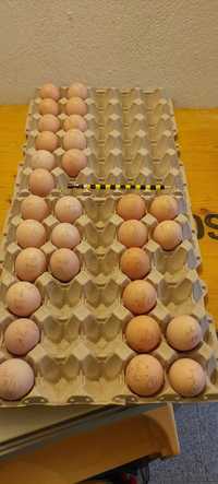 Ovos para incubação