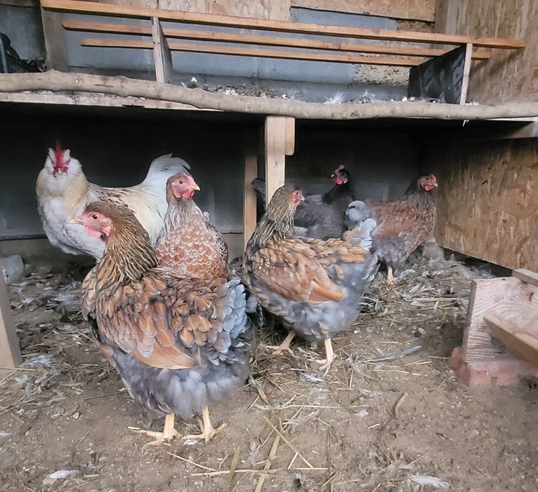 Кури домашні , півні