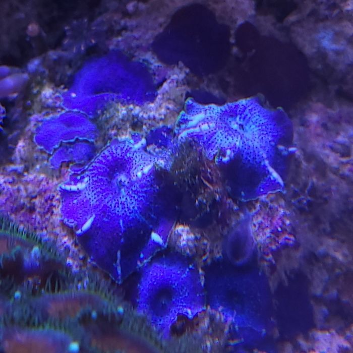 Morskie, Koralowiec: Discosoma 5szt - blue