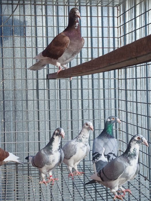 Gołębie staropolskie