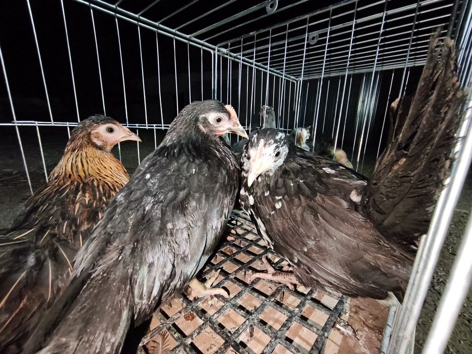 Liliputki Kurczęta 10 tygodniowe