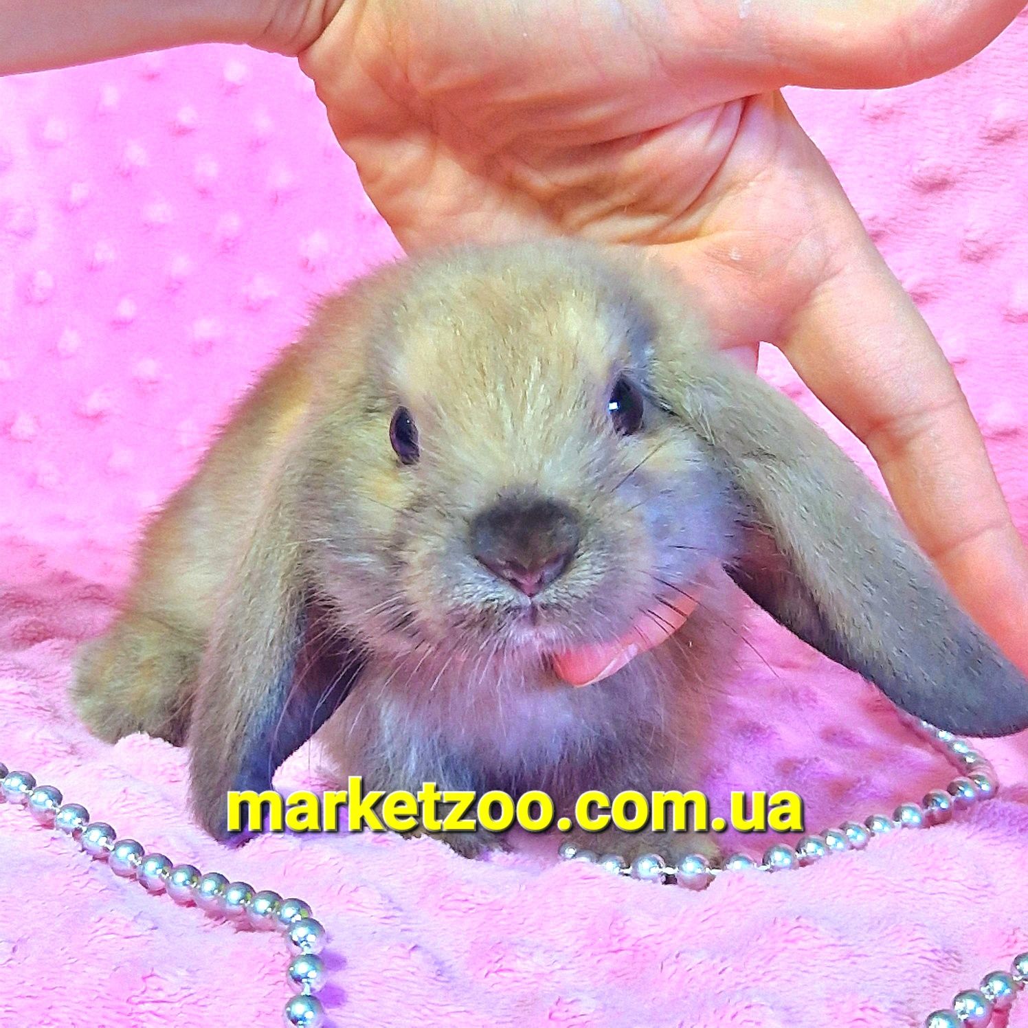 Мини мiнi кролик,карликовые кролики mini lop,висловухий вислоухий бара