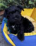 maltipoo suczka czarna z rodowodem