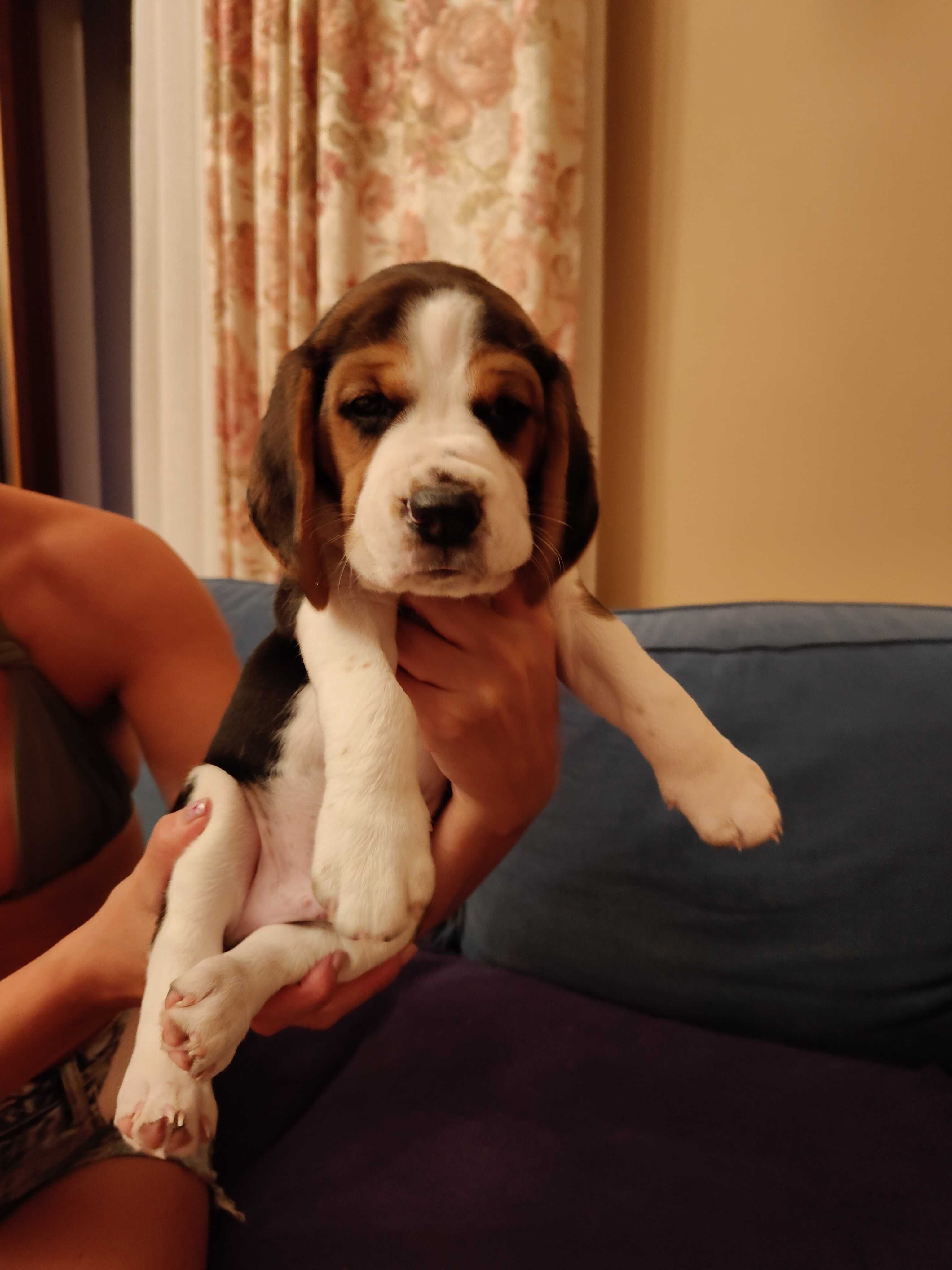 Sprzedam Psa Rasy Beagle