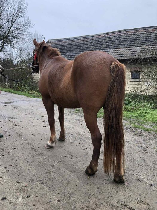 Продається кобила!