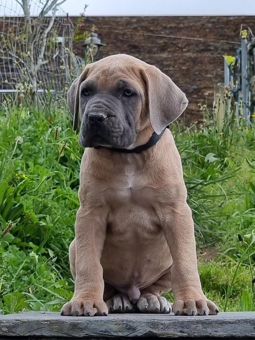 Cane corso Italiano Fomentino
