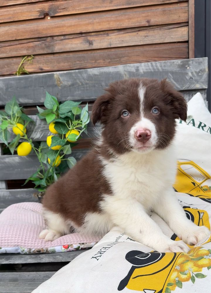 Szczeniak Border Collie