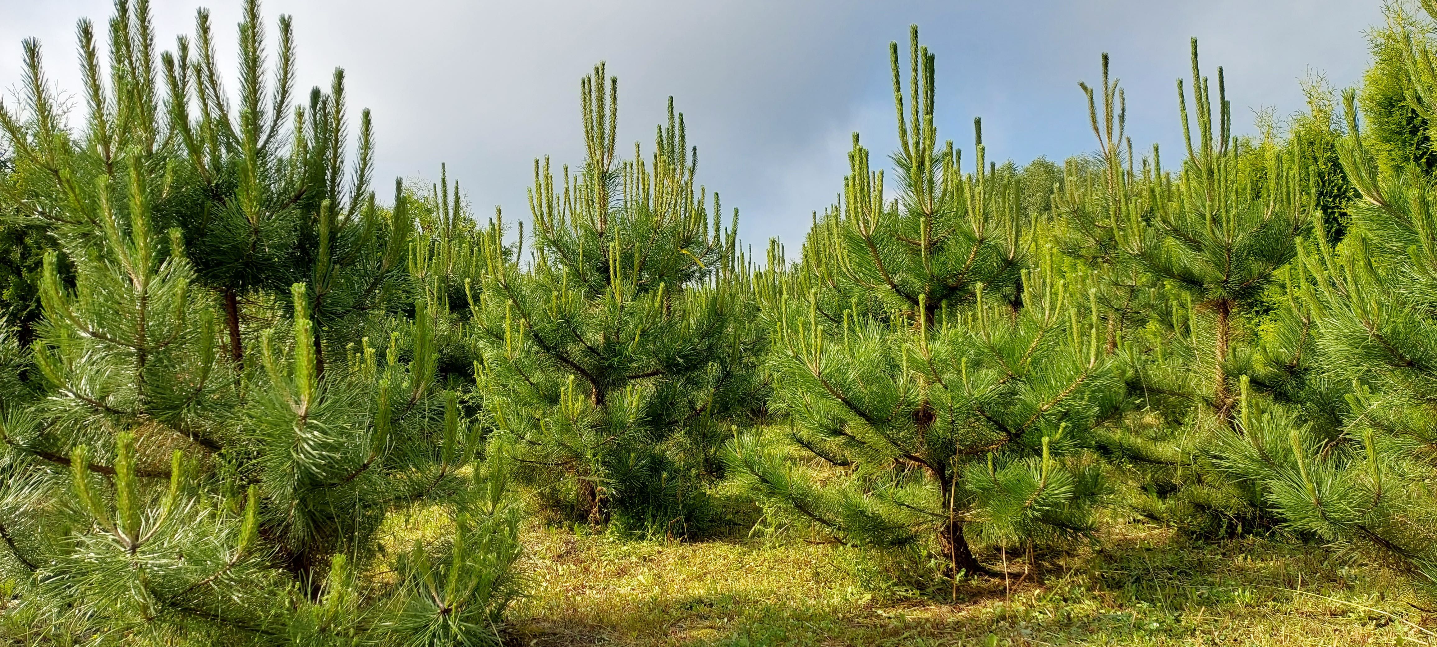 czarna sosna pinus nigra sosna 200cm super jakość producent ok