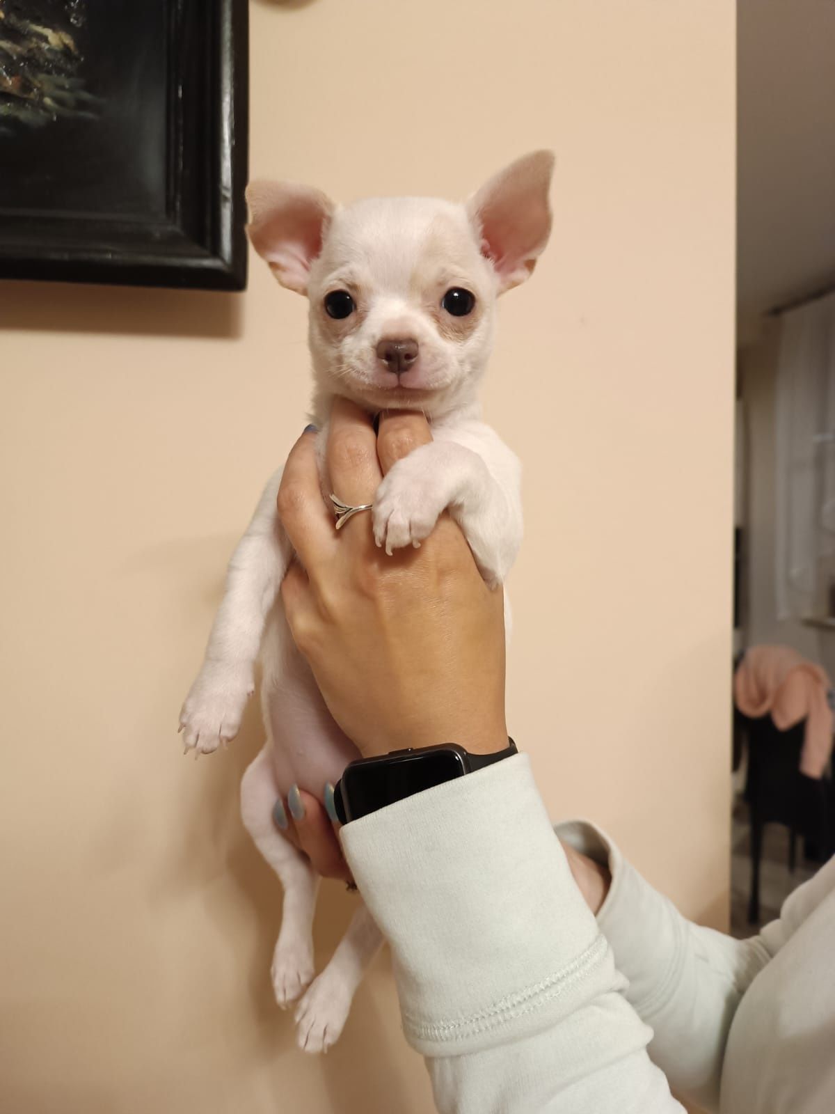 Chihuahua suczka
