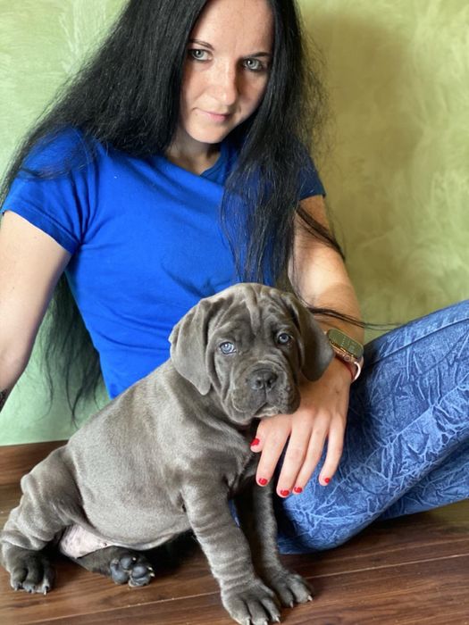Щеночки Cane corso-офіційного питомника