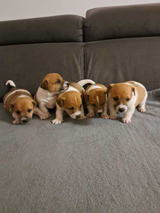 Jack russell terrier szczenię