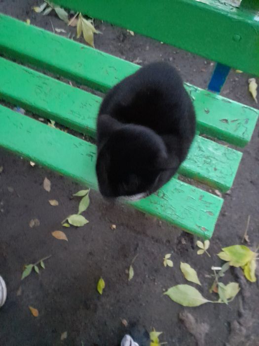 Кіт чорний імя не знаю