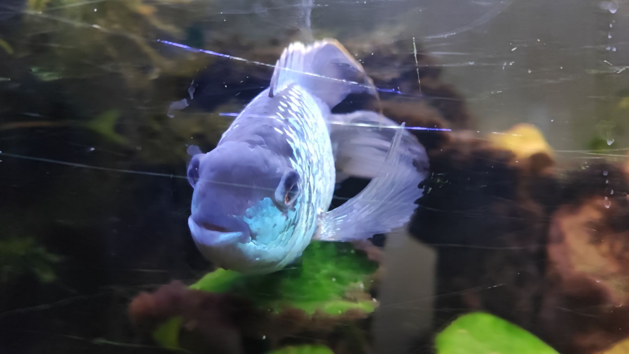 Para Akar Blue electric - dające potomstwo. Akara Blueelectric