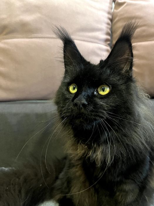 Дівчинка мейн кун в розведення