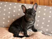 Buldog francuski