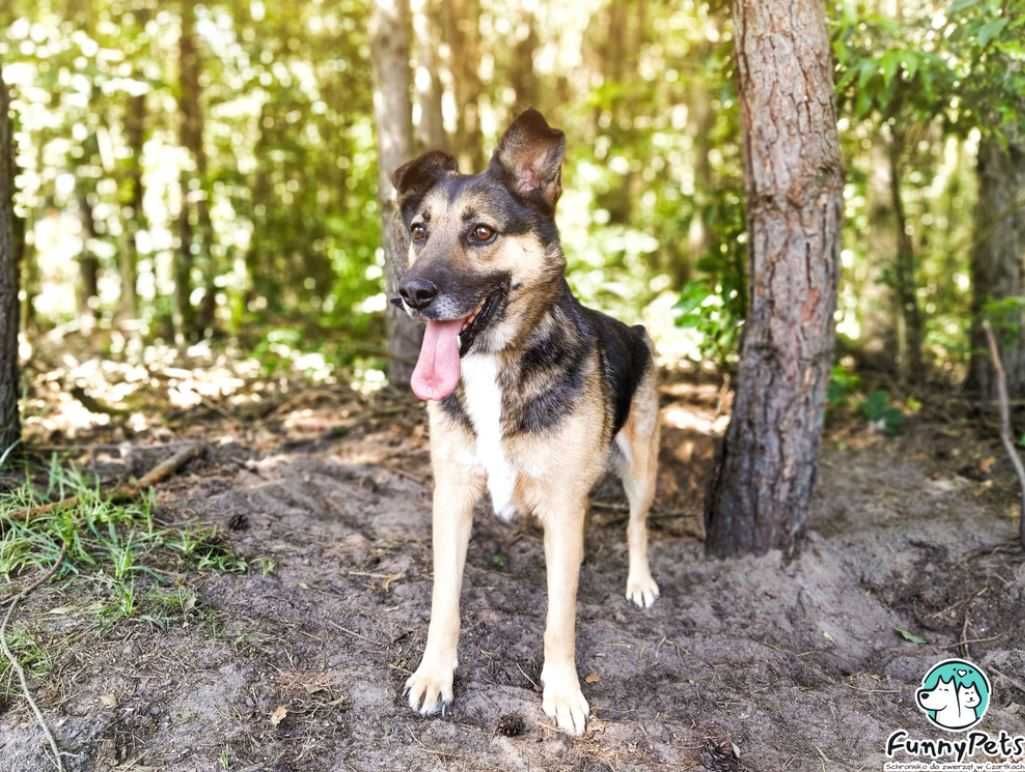 Wielbiciel dzieci, spacerów i psich kolegów poleca się do adopcji!!!