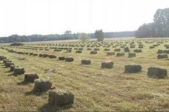 Siano w kostkach tegoroczne