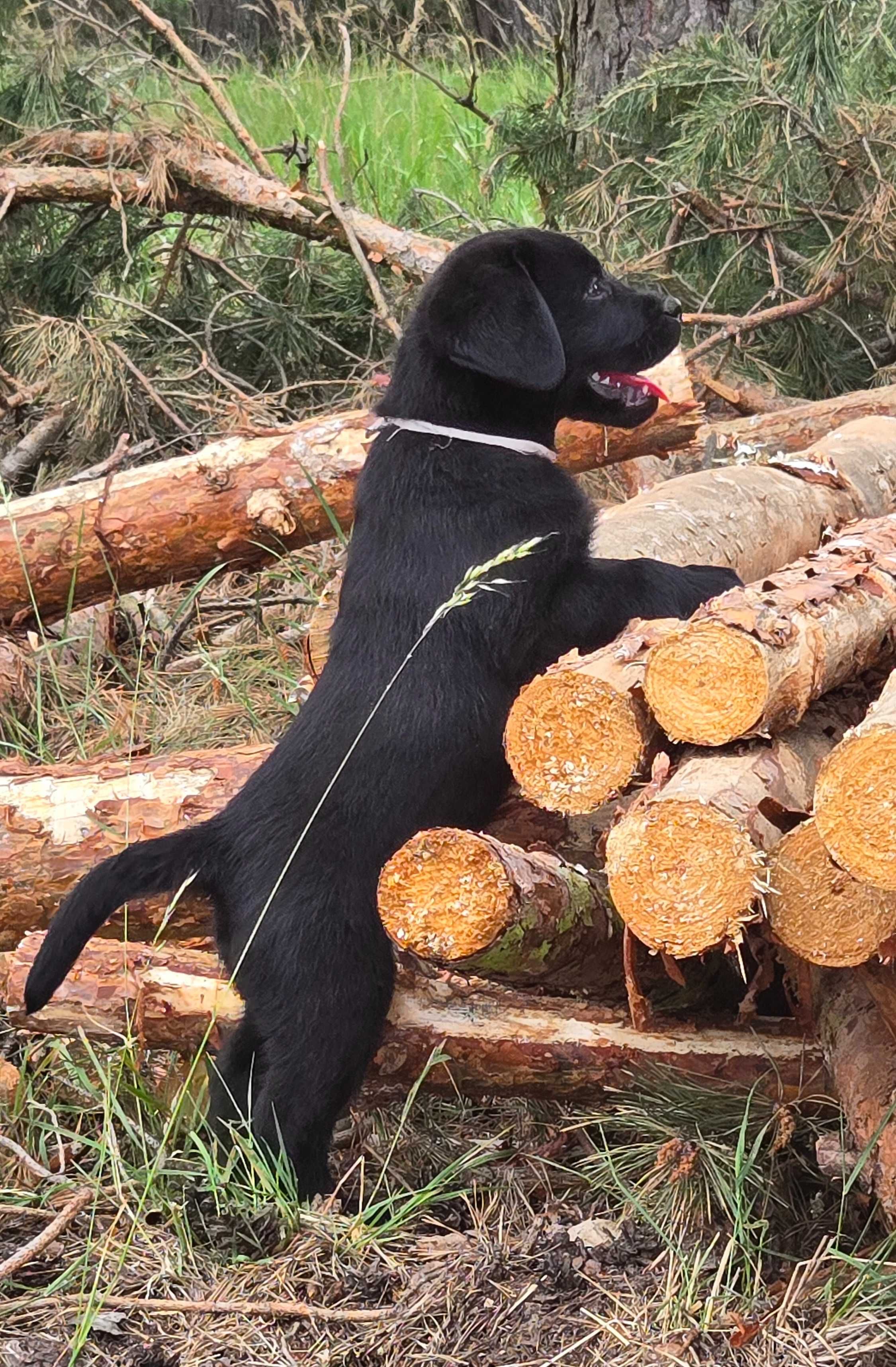 Labrador Retriever FCI Linia użytkowa