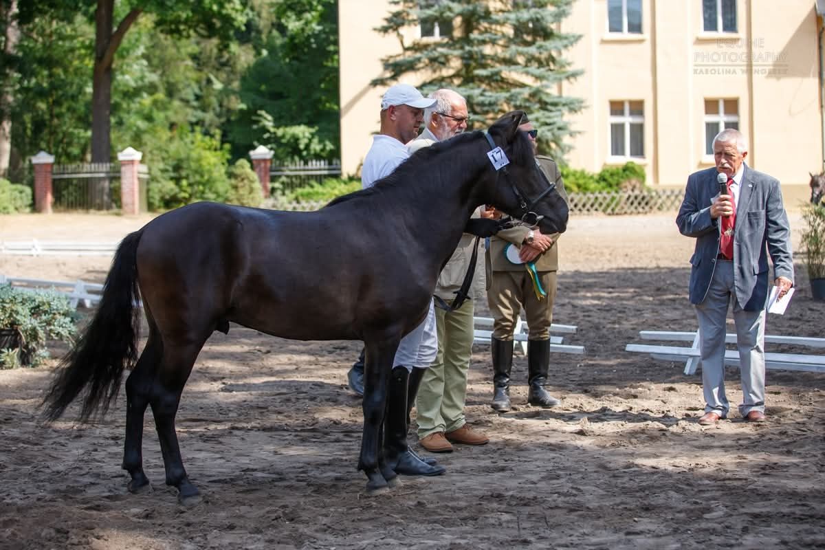 Konik Polski od hodowcy, wałach 4 letni