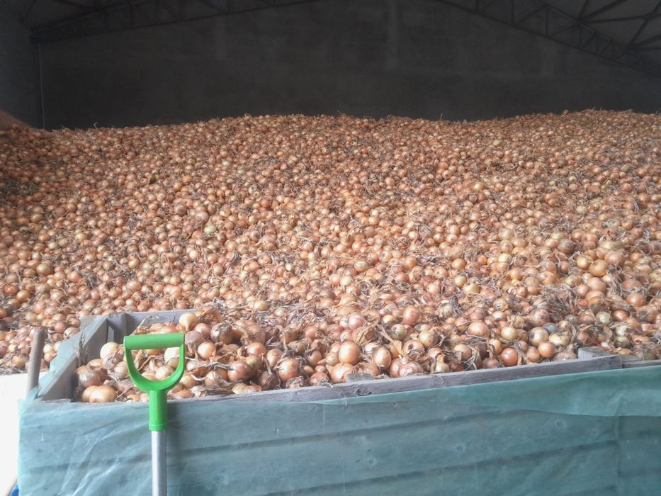 Cebula żółta z siewu