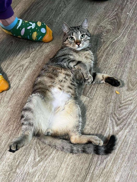 ZAGINĄŁ KOT!! KRAKERS, Kurza Góra/ Kościan