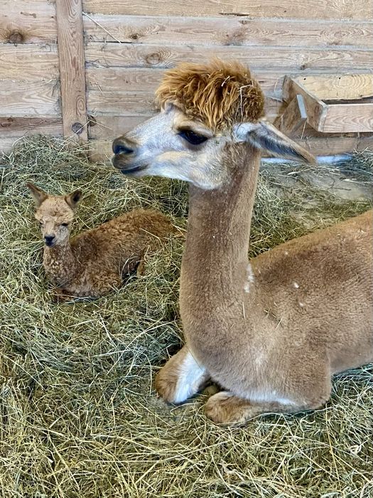 Alpaka, alpaki  samica sprzedam
