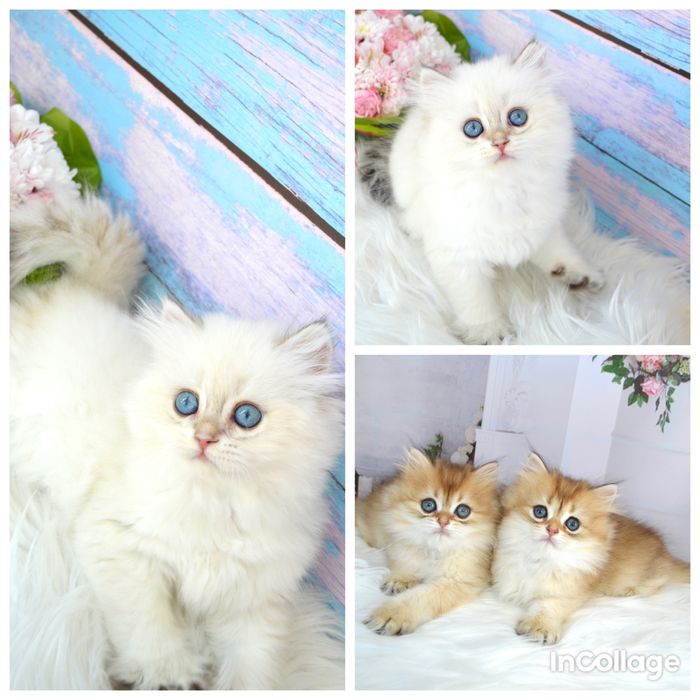 Британские котята золотая шиншилла