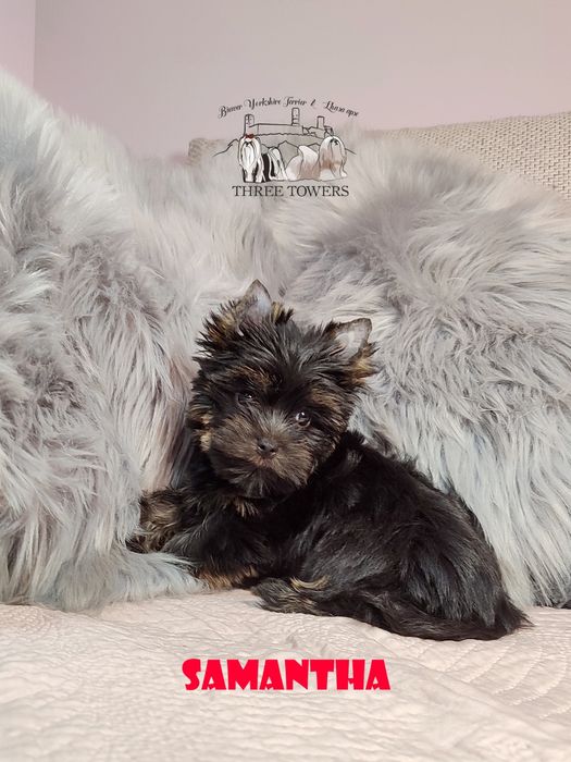 Suczka Yorkshire Terrier Black Tan, York