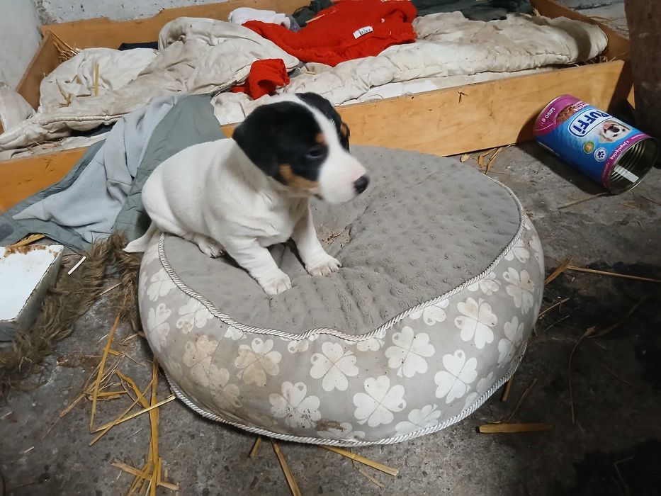 Szczeniaki jack russell terrier